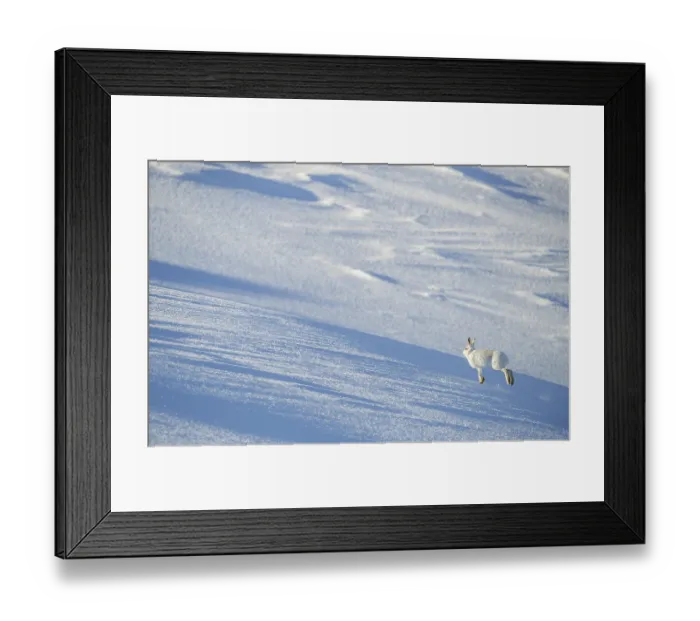 Framed Print : Mountain hare (Lepus timidus) in winter coat, running up an exposed ice field, Cairngorms National Park, Scotland, UK. February Framed Print : Mountain hare (Lepus timidus) in winter coat, running up an exposed ice field, Cairngorms National Park, Scotland, UK. February