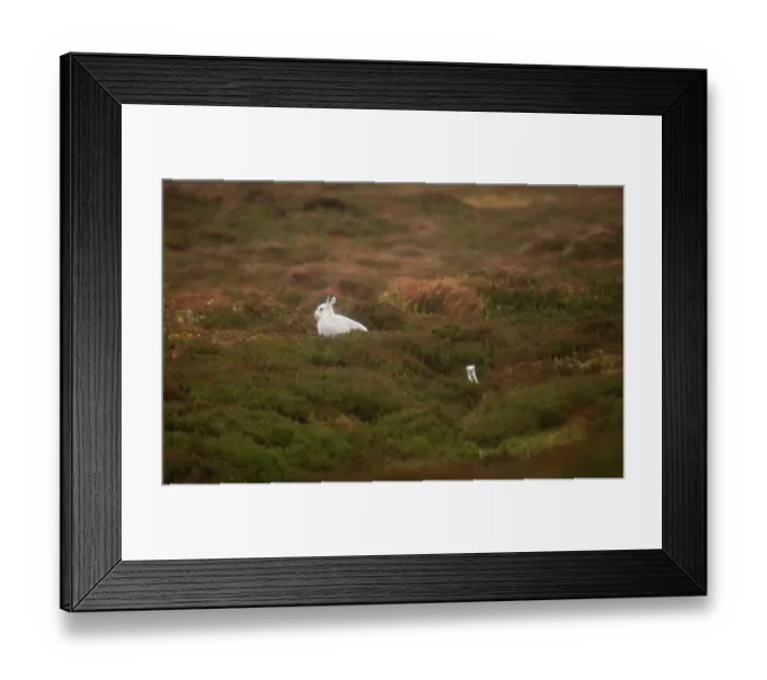 Framed Print : Mountain hare (Lepus timidus) in winter coat, resting on mountainside with Stoat (Mustela erminea) nearby, Cairngorms National Park, Scotland, UK. February Framed Print : Mountain hare (Lepus timidus) in winter coat, resting on mountainside with Stoat (Mustela erminea) nearby, Cairngorms National Park, Scotland, UK. February