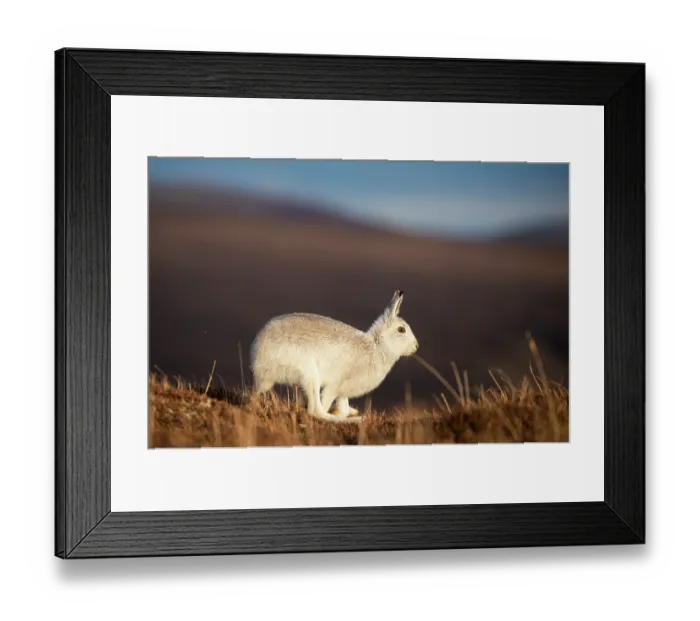 Framed Print : Mountain hare (Lepus timidus) in winter coat, running across open moorland, Cairngorms National Park, Scotland, UK. March Framed Print : Mountain hare (Lepus timidus) in winter coat, running across open moorland, Cairngorms National Park, Scotland, UK. March