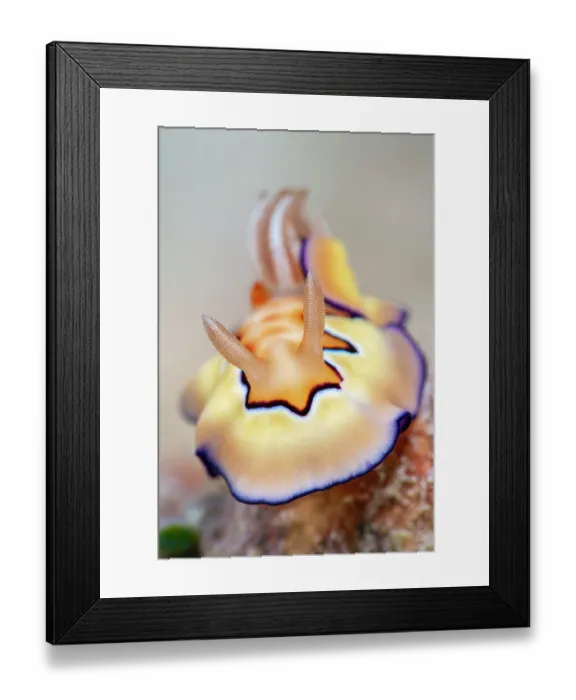 Framed Print : Nudibranch (Goniobranchus coi) on a coral reef, portrait, Misool, Raja Ampat, West Papua, Indonesia, Ceram Sea, Pacific Ocean Framed Print : Nudibranch (Goniobranchus coi) on a coral reef, portrait, Misool, Raja Ampat, West Papua, Indonesia, Ceram Sea, Pacific Ocean