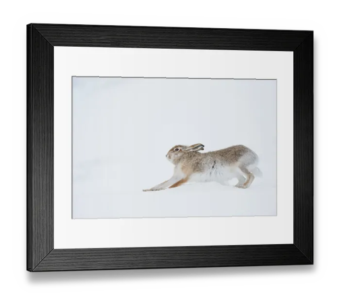 Framed Print : Mountain hare (Lepus timidus) summer coat, stretching after waking up, Cairngorms National Park, Scotland, UK. February Framed Print : Mountain hare (Lepus timidus) summer coat, stretching after waking up, Cairngorms National Park, Scotland, UK. February