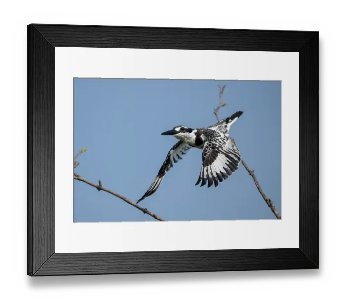 Framed Print : Pied kingfisher (Ceryle rudis) in flight, Allahein river, The Gambia Framed Print : Pied kingfisher (Ceryle rudis) in flight, Allahein river, The Gambia