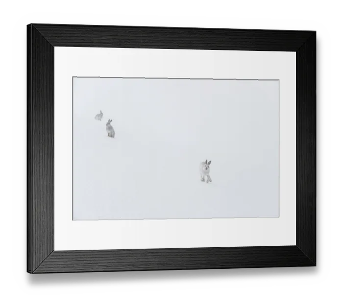 Framed Print : Three Mountain hares (Lepus timidus) on a snow slope high in the mountains in a blizzard Framed Print : Three Mountain hares (Lepus timidus) on a snow slope high in the mountains in a blizzard
