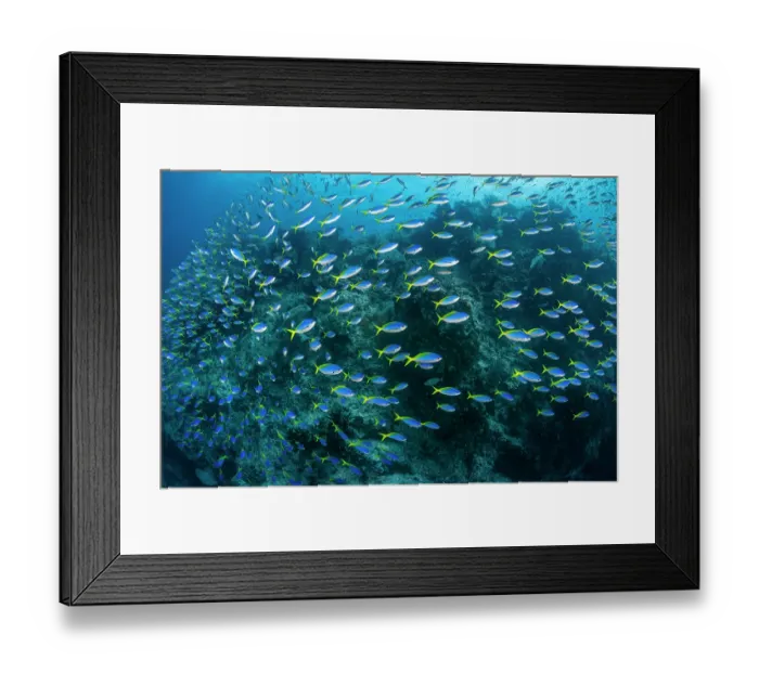 Framed Print : Yellow and blueback fusiliers (Caesio teres) school massing in front of a coral reef, Misool, Raja Ampat, West Papua, Indonesia, Ceram Sea, Pacific Ocean Framed Print : Yellow and blueback fusiliers (Caesio teres) school massing in front of a coral reef, Misool, Raja Ampat, West Papua, Indonesia, Ceram Sea, Pacific Ocean