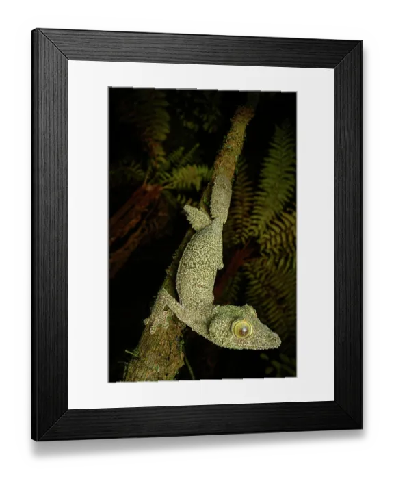 Framed Print : RF - Mossy leaf-tailed gecko (Uroplatus sikorae) walking along branch at night, Maromizaha Forest, near Andasibe, central-eastern Madagascar Framed Print : RF - Mossy leaf-tailed gecko (Uroplatus sikorae) walking along branch at night, Maromizaha Forest, near Andasibe, central-eastern Madagascar