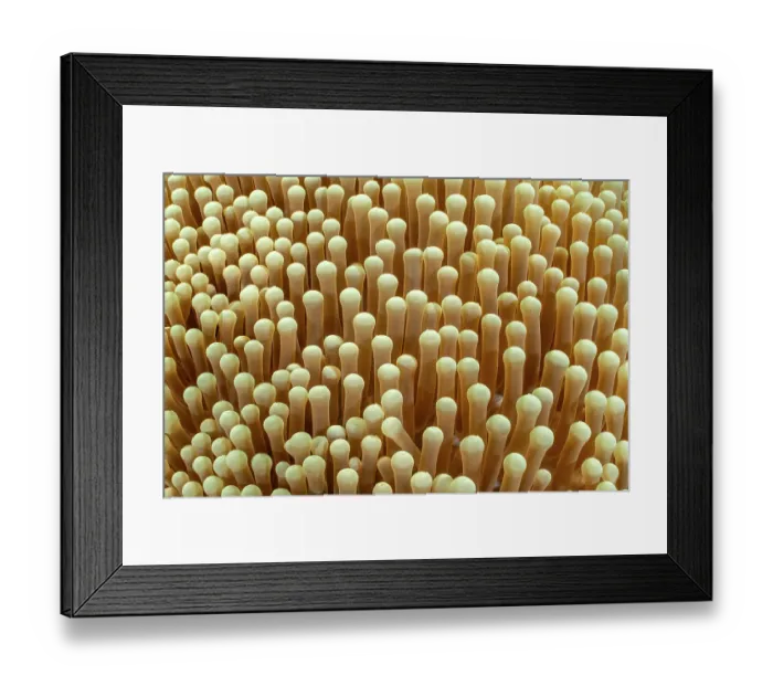 Framed Print : Magnificent sea anemone (Heteractis magnifica) tentacles detail, Misool, Raja Ampat, West Papua, Indonesia, Ceram Sea, Pacific Ocean Framed Print : Magnificent sea anemone (Heteractis magnifica) tentacles detail, Misool, Raja Ampat, West Papua, Indonesia, Ceram Sea, Pacific Ocean