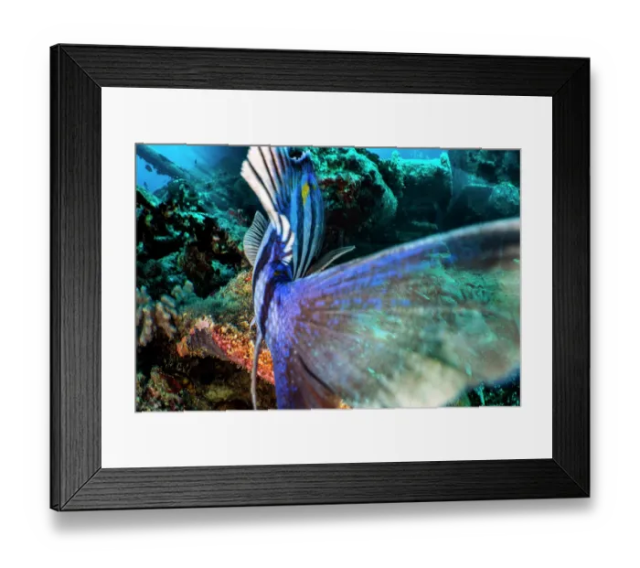 Framed Print : Indo-pacific sergeant (Abudefduf vaigiensis) male, guarding its eggs on the SS Thistlegorm wreck, using its tail to push away an intruder, Sha'ab Ali, Sinai, Egypt, Red Sea Framed Print : Indo-pacific sergeant (Abudefduf vaigiensis) male, guarding its eggs on the SS Thistlegorm wreck, using its tail to push away an intruder, Sha'ab Ali, Sinai, Egypt, Red Sea