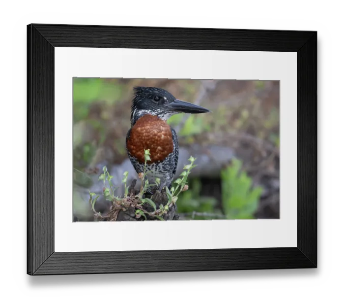 Framed Print : Giant kingfisher (Megaceryle maxima) male, portrait, Allahein river, The Gambia Framed Print : Giant kingfisher (Megaceryle maxima) male, portrait, Allahein river, The Gambia