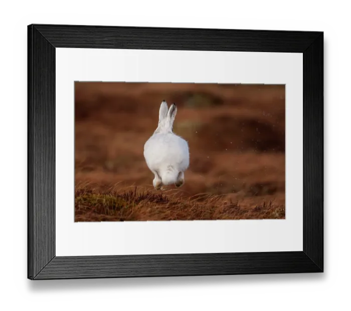 Framed Print : Mountain hare (Lepus timidus) in winter coat, bounding across open moorland, Monadhliath Mountains, Scotland, UK. March Framed Print : Mountain hare (Lepus timidus) in winter coat, bounding across open moorland, Monadhliath Mountains, Scotland, UK. March