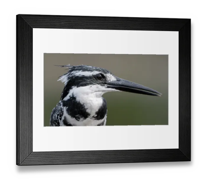 Framed Print : Pied kingfisher (Ceryle rudis) head portrait, Allahein river, The Gambia Framed Print : Pied kingfisher (Ceryle rudis) head portrait, Allahein river, The Gambia