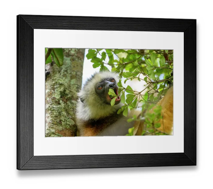 Framed Print : Diademed sifaka (Propithecus diadema) feeding on leaves in forest canopy. Reintroduced into Analamazaotra Reserve, Andasibe-Mantadia National Park, eastern Madagascar. Endangered Framed Print : Diademed sifaka (Propithecus diadema) feeding on leaves in forest canopy. Reintroduced into Analamazaotra Reserve, Andasibe-Mantadia National Park, eastern Madagascar. Endangered