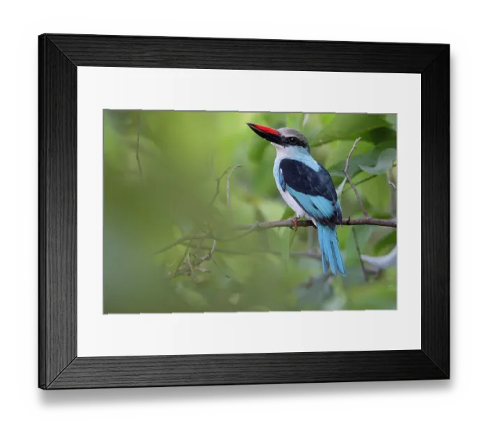 Framed Print : Blue-breasted kingfisher (Halcyon malimbica) perched on branch, Allahein river, The Gambia