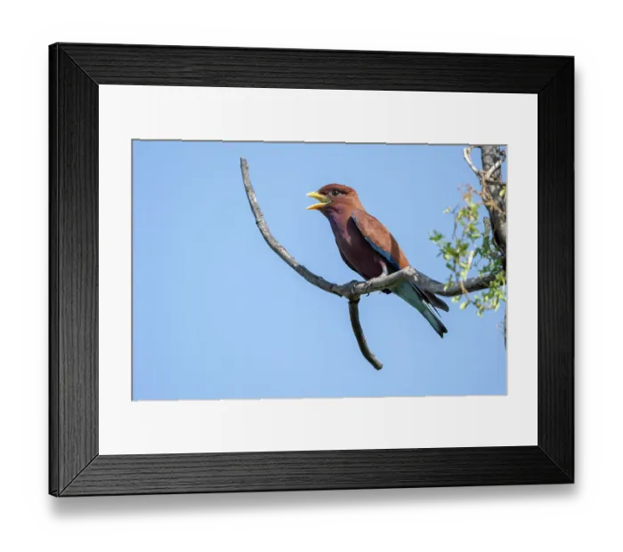 Framed Print : Broad-billed roller (Eurystomus glaucurus) perched on branch calling, Allahein river, The Gambia Framed Print : Broad-billed roller (Eurystomus glaucurus) perched on branch calling, Allahein river, The Gambia