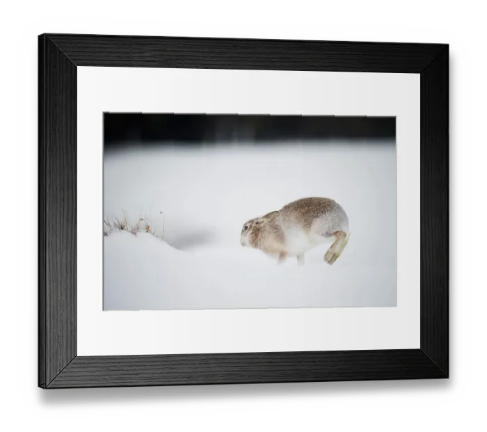 Framed Print : Mountain hare (Lepus timidus) in summer coat, running across ice field, Cairngorms National Park, Scotland, UK. February Framed Print : Mountain hare (Lepus timidus) in summer coat, running across ice field, Cairngorms National Park, Scotland, UK. February