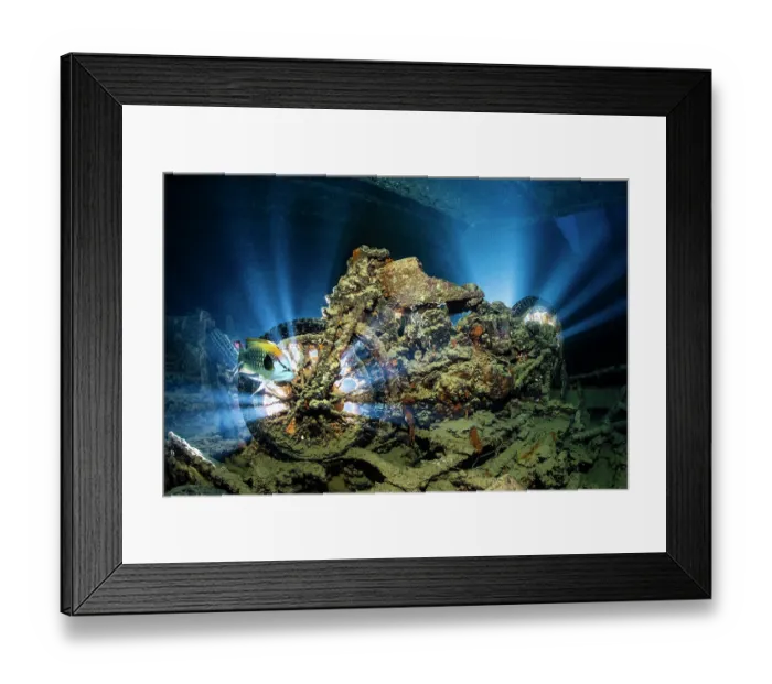 Framed Print : British World War II BSA M20 motorbike inside Hold 2 (port side, upper level) of the wreck of the SS Thistlegorm, with Slingjaw wrasse (Epibulus insidiator) male, swimming by Framed Print : British World War II BSA M20 motorbike inside Hold 2 (port side, upper level) of the wreck of the SS Thistlegorm, with Slingjaw wrasse (Epibulus insidiator) male, swimming by