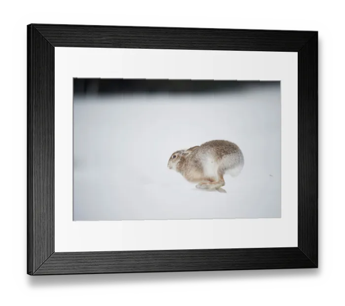 Framed Print : Mountain hare (Lepus timidus) in summer coat, running across ice field, Cairngorms National Park, Scotland, UK. February Framed Print : Mountain hare (Lepus timidus) in summer coat, running across ice field, Cairngorms National Park, Scotland, UK. February