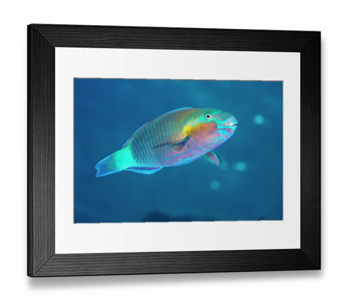 Framed Print : Bullethead parrotfish (Chlorurus sordidus) male, swimming along a coral reef at dusk, moving between its feeding grounds and sleeping area, Sharm El Shiekh, Sinai, Egypt, Red Sea Framed Print : Bullethead parrotfish (Chlorurus sordidus) male, swimming along a coral reef at dusk, moving between its feeding grounds and sleeping area, Sharm El Shiekh, Sinai, Egypt, Red Sea