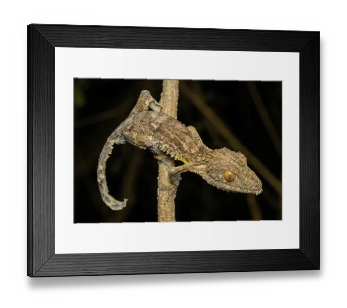 Framed Print : RF - Henkel's leaf-tailed gecko (Uroplatus henkeli) resting on branch at night, Ankarana Reserve, northern Madagascar Framed Print : RF - Henkel's leaf-tailed gecko (Uroplatus henkeli) resting on branch at night, Ankarana Reserve, northern Madagascar