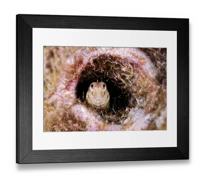Framed Print : RF - Throat spotted blenny (Malacoctenus tetranemus) peering out from its hole in a coral reef, Misool, Raja Ampat, West Papua, Indonesia, Ceram Sea, Pacific Ocean Framed Print : RF - Throat spotted blenny (Malacoctenus tetranemus) peering out from its hole in a coral reef, Misool, Raja Ampat, West Papua, Indonesia, Ceram Sea, Pacific Ocean
