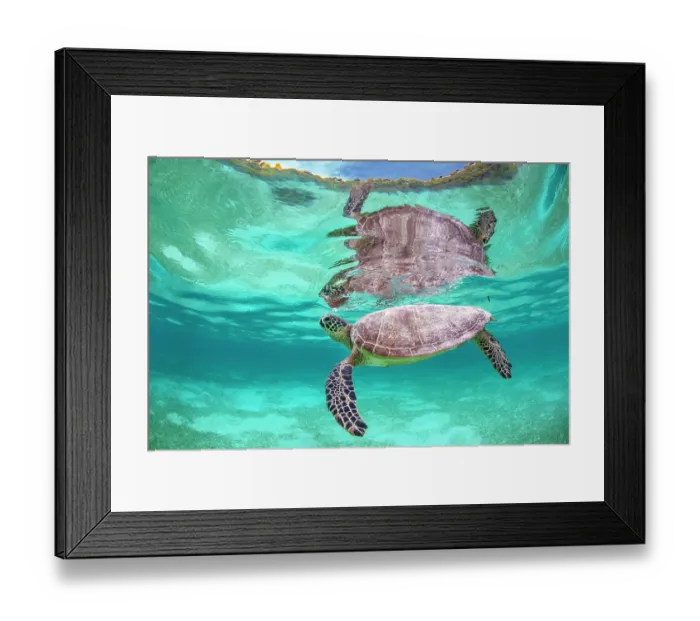 Framed Print : RF - Green sea turtle (Chelonia mydas) swimming over Seagrass in shallow water lagoon, Misool, Raja Ampat, West Papua, Indonesia, Ceram Sea, Pacific Ocean. Endangered Framed Print : RF - Green sea turtle (Chelonia mydas) swimming over Seagrass in shallow water lagoon, Misool, Raja Ampat, West Papua, Indonesia, Ceram Sea, Pacific Ocean. Endangered