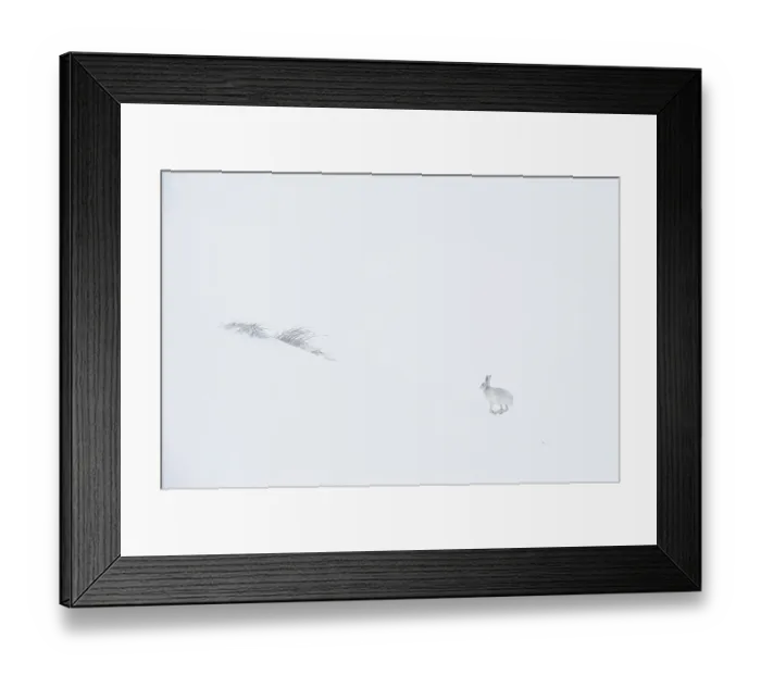 Framed Print : Mountain hare (Lepus timidus) in winter coat, running across ice field, Cairngorms National Park, Scotland, UK. February Framed Print : Mountain hare (Lepus timidus) in winter coat, running across ice field, Cairngorms National Park, Scotland, UK. February