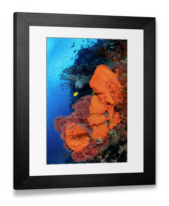 Framed Print : Elephant ear sponges (Agelas clathrodes), Sea fans (Annella sp.) and reef fish including Golden damselfish (Amblyglyphidodon aureus) on a coral reef, Kimbe Bay, West New Britain Framed Print : Elephant ear sponges (Agelas clathrodes), Sea fans (Annella sp.) and reef fish including Golden damselfish (Amblyglyphidodon aureus) on a coral reef, Kimbe Bay, West New Britain