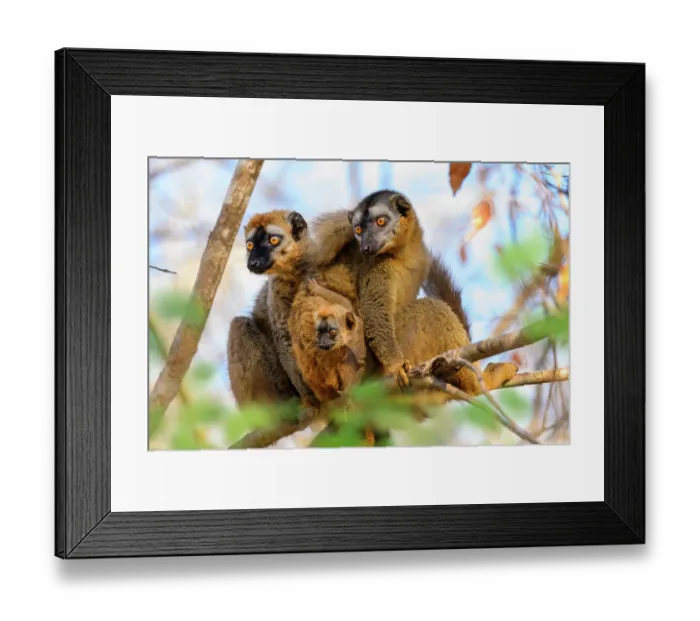 Framed Print : Red-fronted brown lemurs (Eulemur rufifrons) pair, male on left, with infant, aged 3-4 weeks, sitting together on branch in forest understorey, Kirindy Forest, Central Menabe Framed Print : Red-fronted brown lemurs (Eulemur rufifrons) pair, male on left, with infant, aged 3-4 weeks, sitting together on branch in forest understorey, Kirindy Forest, Central Menabe