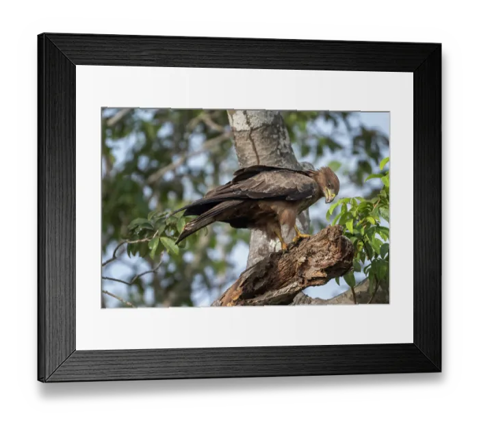 Framed Print : RF - Yellow-billed kite (Milvus migrans parasiticus) perched on branch, Allahein river, The Gambia. (This image may be licensed either as rights managed or royalty free.) Framed Print : RF - Yellow-billed kite (Milvus migrans parasiticus) perched on branch, Allahein river, The Gambia. (This image may be licensed either as rights managed or royalty free.)