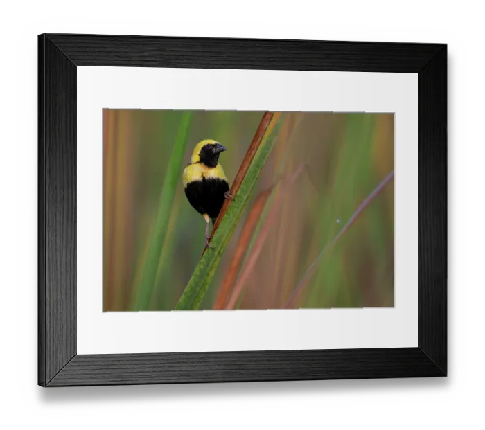 Framed Print : Yellow-crowned bishop (Euplectes afer) perched on reeds, Allahein river, The Gambia Framed Print : Yellow-crowned bishop (Euplectes afer) perched on reeds, Allahein river, The Gambia