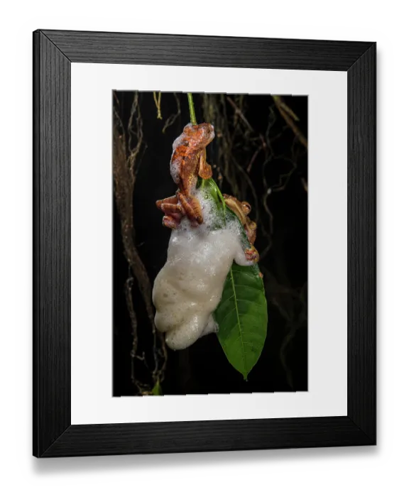 Framed Print : Panther flying frog (Rhacophorus pardalis) females depositing eggs in nest made of protein rich mucus hanging from leaf, Kubah National Park, Sarawak, Borneo Framed Print : Panther flying frog (Rhacophorus pardalis) females depositing eggs in nest made of protein rich mucus hanging from leaf, Kubah National Park, Sarawak, Borneo