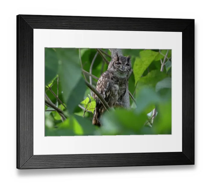 Framed Print : Greyish eagle owl (Bubo cinerascens) perched in tree, Faraba Banta, The Gambia