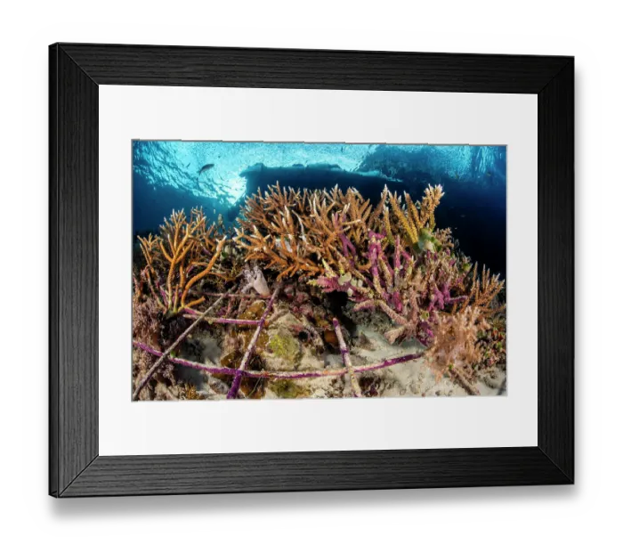 Framed Print : Metal frames on seabed used to create a stable substrate for coral regrowth on damaged sediments Framed Print : Metal frames on seabed used to create a stable substrate for coral regrowth on damaged sediments