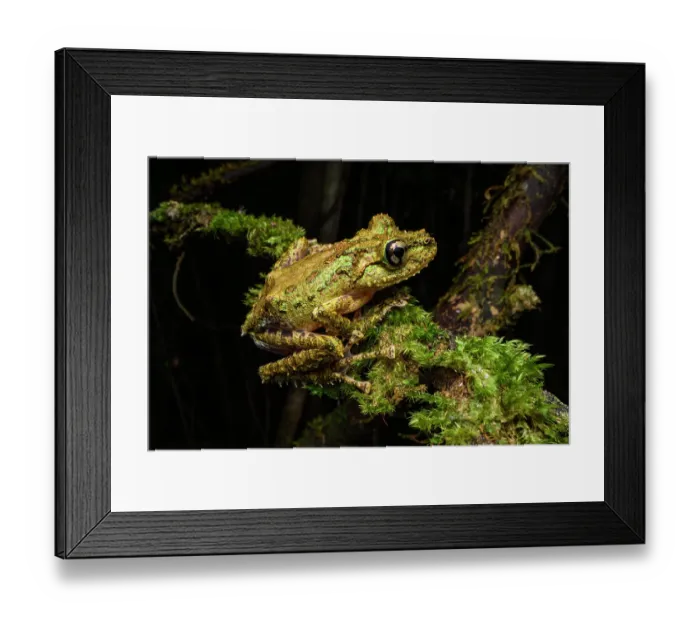 Framed Print : RF - Madagascar mossy frog (Spinomantis aglavei) resting on moss-covered branch at night, Maromizaha Forest, near Andasibe-Mantadia National Park, eastern Madagascar Framed Print : RF - Madagascar mossy frog (Spinomantis aglavei) resting on moss-covered branch at night, Maromizaha Forest, near Andasibe-Mantadia National Park, eastern Madagascar