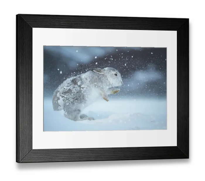 Framed Print : Mountain hare (Lepus timidus) shaking snow from its fur during snowstorm, Cairngorms National Park, Scotland, UK. February