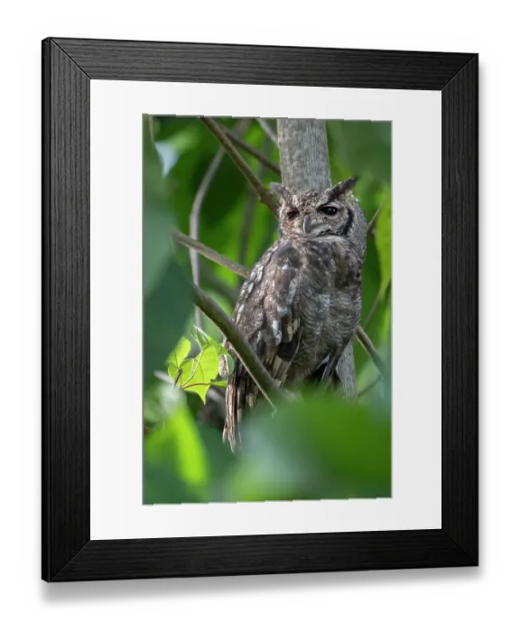Framed Print : Greyish eagle owl (Bubo cinerascens) perched in tree, Faraba Banta, The Gambia