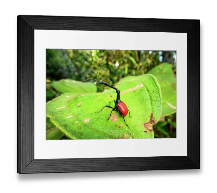 Framed Print : RF - Giraffe-necked weevil (Trachelophorus giraffa) male, resting on leaf of favourite host tree (Dichaetanthera cordifolia) in montane rainforest, Maromizaha Forest Framed Print : RF - Giraffe-necked weevil (Trachelophorus giraffa) male, resting on leaf of favourite host tree (Dichaetanthera cordifolia) in montane rainforest, Maromizaha Forest