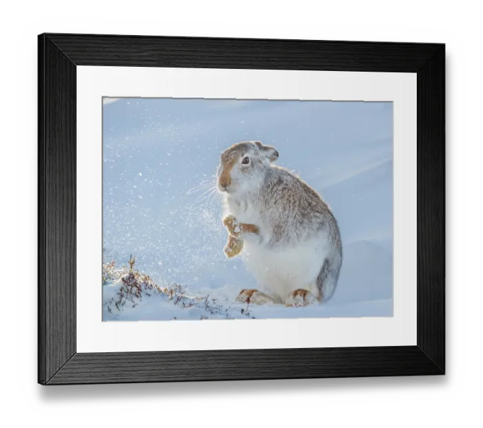 Framed Print : Mountain hare (Lepus timidus) shaking the snow from its paws, Cairngorms National Park, Scotland, UK. January Framed Print : Mountain hare (Lepus timidus) shaking the snow from its paws, Cairngorms National Park, Scotland, UK. January