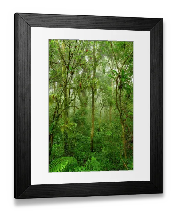 Framed Print : Mid-elevation rainforest shrouded in mist / cloud, with abundant epiphytes including Bird's-nest ferns (Asplenium sp.), Montage d'Ambre National Park, northern Madagascar Framed Print : Mid-elevation rainforest shrouded in mist / cloud, with abundant epiphytes including Bird's-nest ferns (Asplenium sp.), Montage d'Ambre National Park, northern Madagascar