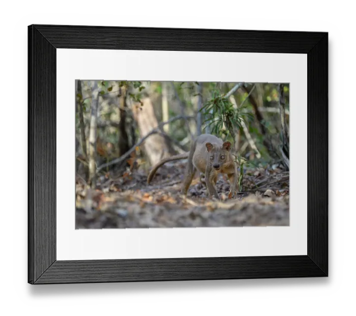 Framed Print : RF - Fosa (Cryptoprocta ferox) female, prowling on forest floor in dry deciduous forest, Kirindy, Menabe, western Madagascar