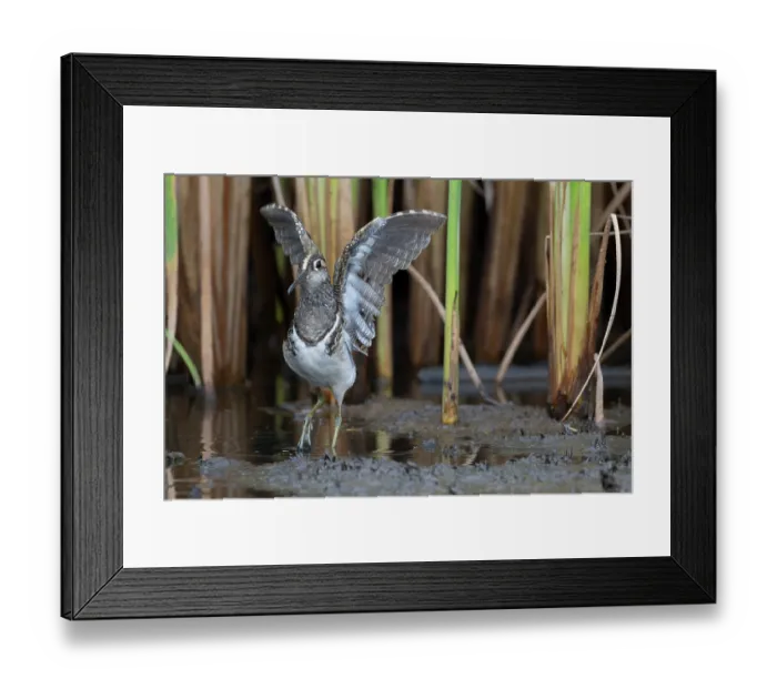 Framed Print : Greater painted-snipe (Rostratula benghalensis) male, standing in shallow water among reeds, stretching wings, Allahein river, The Gambia Framed Print : Greater painted-snipe (Rostratula benghalensis) male, standing in shallow water among reeds, stretching wings, Allahein river, The Gambia