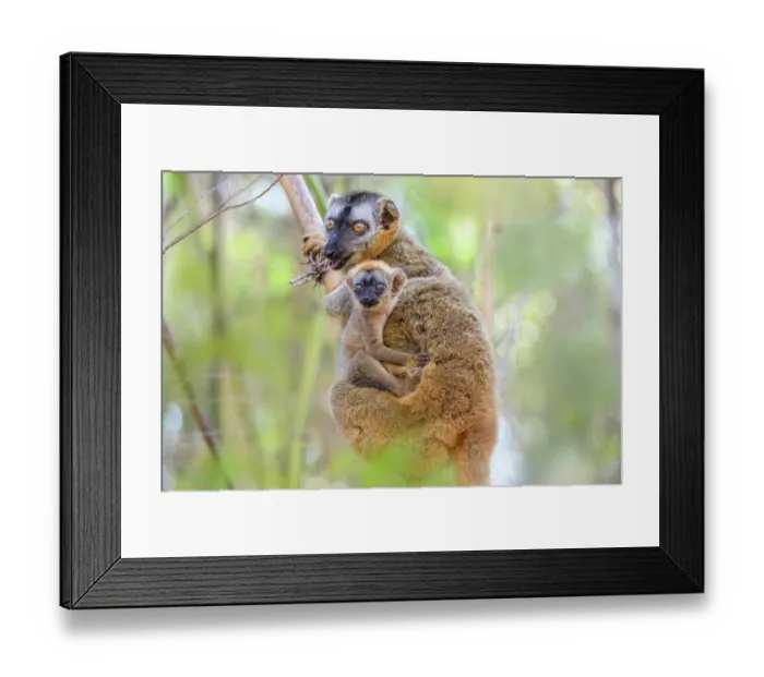 Framed Print : Red-fronted brown lemur (Eulemur rufifrons) female, sitting in tree holding infant, aged 3-4 weeks, Kirindy Forest, Central Menabe, western Madagascar Framed Print : Red-fronted brown lemur (Eulemur rufifrons) female, sitting in tree holding infant, aged 3-4 weeks, Kirindy Forest, Central Menabe, western Madagascar
