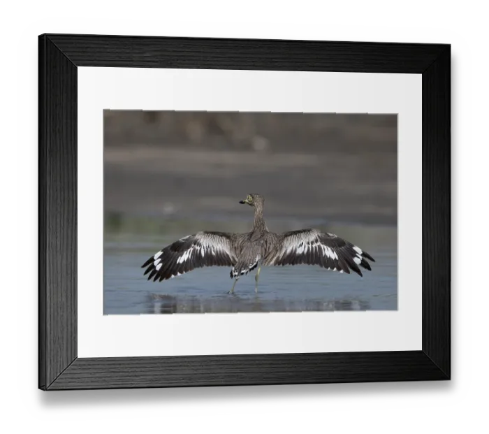 Framed Print : Senegal thick-knee (Burhinus senegalensis) standing in shallow water stretching wings after bathing, Allahein river, The Gambia