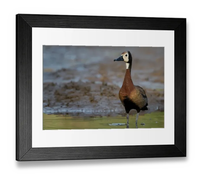 Framed Print : White-faced whistling duck (Actophilornis africanus) standing on riverbank, Allahein river, The Gambia Framed Print : White-faced whistling duck (Actophilornis africanus) standing on riverbank, Allahein river, The Gambia