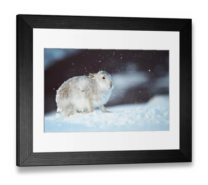 Framed Print : Mountain hare (Lepus timidus) shaking snow from its fur during snowstorm, Cairngorms National Park, Scotland, UK. February Framed Print : Mountain hare (Lepus timidus) shaking snow from its fur during snowstorm, Cairngorms National Park, Scotland, UK. February