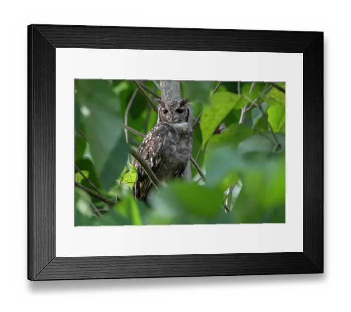Framed Print : Greyish eagle owl (Bubo cinerascens) perched in tree, Faraba Banta, The Gambia