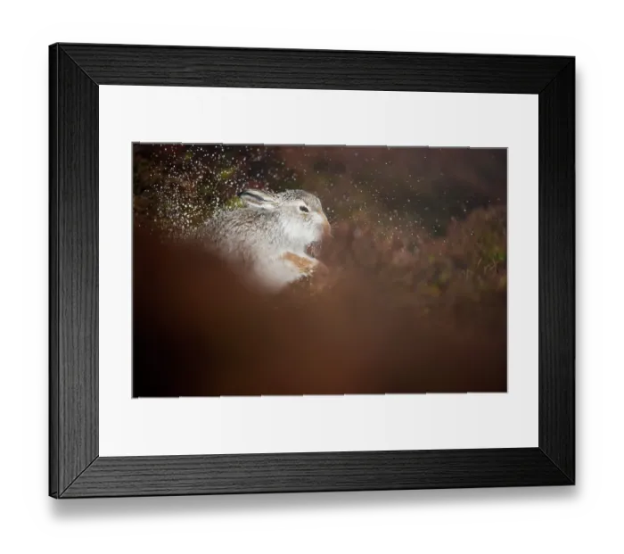 Framed Print : Mountain hare (Lepus timidus) shaking water off its fur after rain, Cairngorms National Park, Scotland, UK. February Framed Print : Mountain hare (Lepus timidus) shaking water off its fur after rain, Cairngorms National Park, Scotland, UK. February