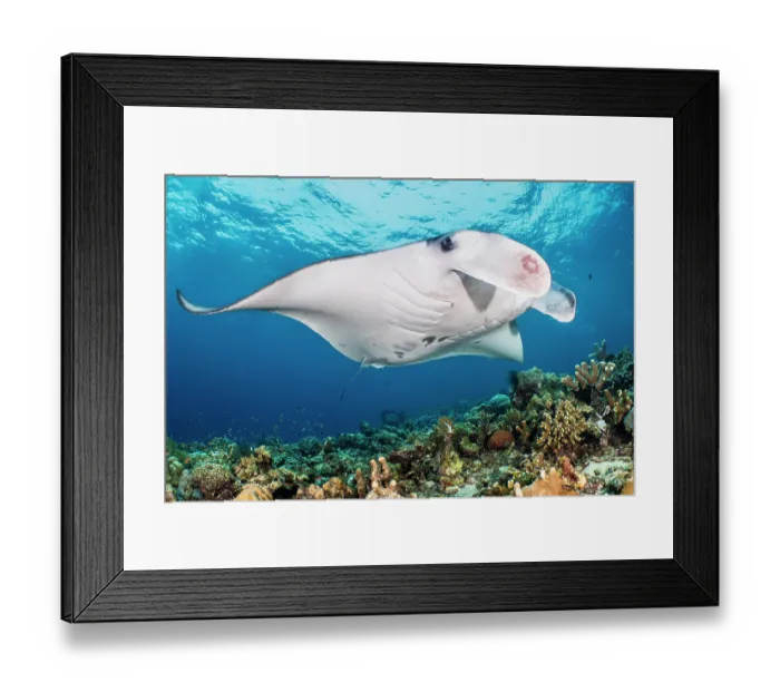 Framed Print : Reef manta ray (Mobula alfredi) visiting a coral reef cleaning station, Misool, Raja Ampat, West Papua, Indonesia, Ceram Sea, Pacific Ocean Framed Print : Reef manta ray (Mobula alfredi) visiting a coral reef cleaning station, Misool, Raja Ampat, West Papua, Indonesia, Ceram Sea, Pacific Ocean