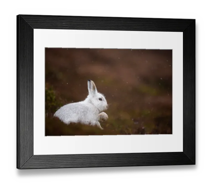 Framed Print : Mountain hare (Lepus timidus) in winter coat, shaking water from fur in rain, Cairngorms National Park, Scotland, UK. January Framed Print : Mountain hare (Lepus timidus) in winter coat, shaking water from fur in rain, Cairngorms National Park, Scotland, UK. January