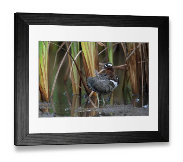 Framed Print : Greater painted-snipe (Rostratula benghalensis) female, standing in shallow water preening, Allahein river, The Gambia Framed Print : Greater painted-snipe (Rostratula benghalensis) female, standing in shallow water preening, Allahein river, The Gambia