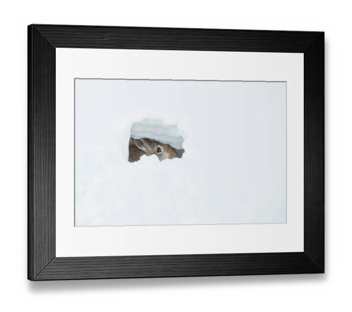 Framed Print : Mountain hare (Lepus timidus) resting in snow hole, Cairngorms National Park, Scotland, UK. January Framed Print : Mountain hare (Lepus timidus) resting in snow hole, Cairngorms National Park, Scotland, UK. January